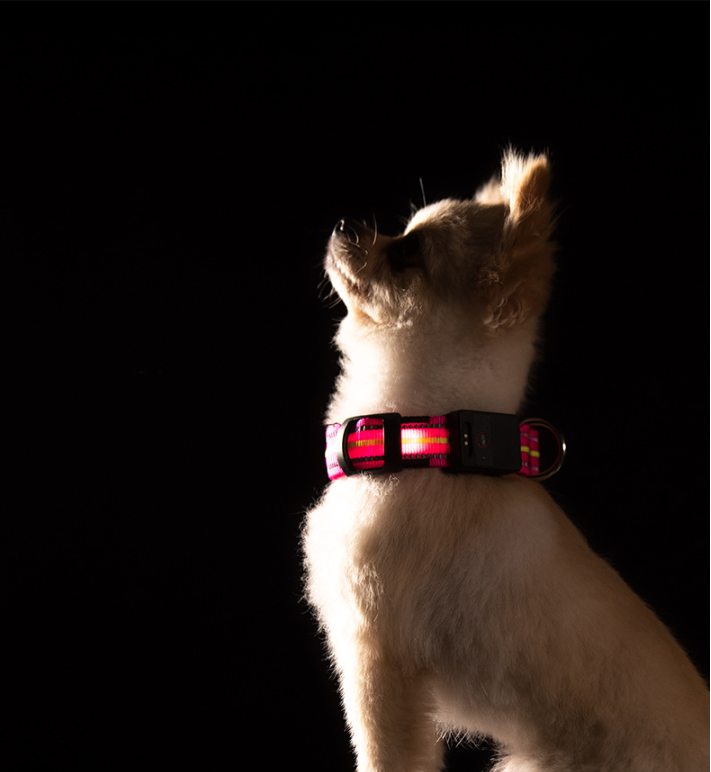 The Night Beacon — LED Dog Collar