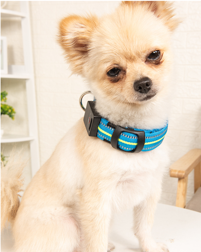 The Night Beacon — LED Dog Collar